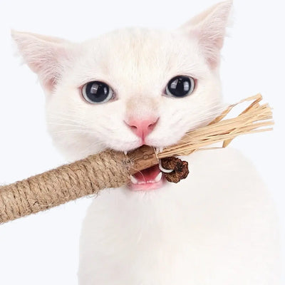 Matatabi chat soin dentaire