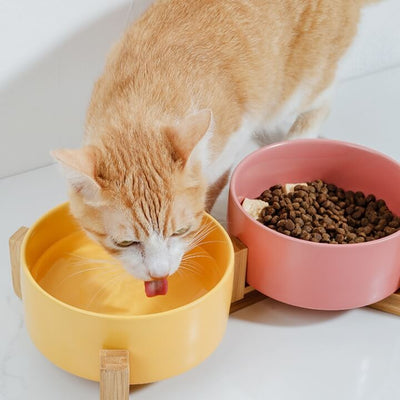 Gamelle en céramique pour chat