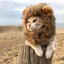 Perruque chat crinière de lion