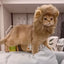 Perruque chat crinière de lion