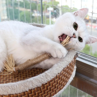 Matatabi chat soin dentaire