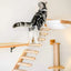 Escalier pour chat