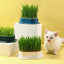 Pot à herbe pour chat