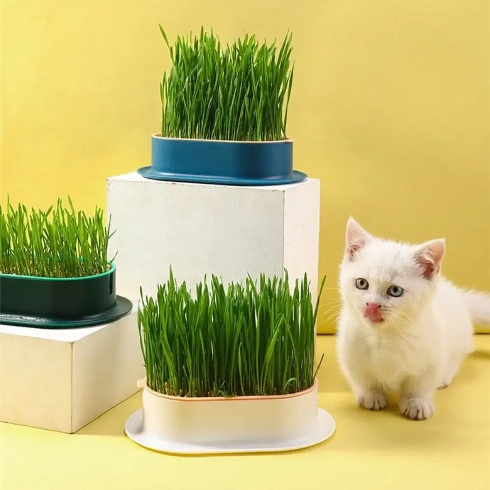 Pot d'herbe à chat séchée - En verre