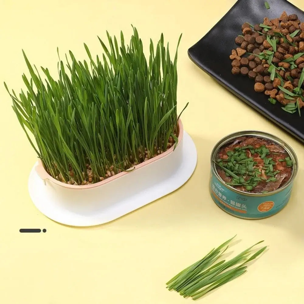 Maodom Pot de culture d'herbe à chat, vase hydroponique transparent, boîte  d'herbe pour chat, accessoire pour animaux de compagnie, bac de germination
