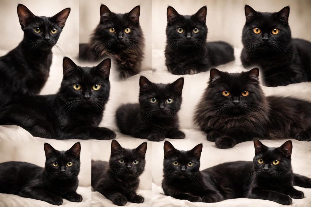 découvrez 10 races de chats noirs aux pelages magnifiques, élégants et mystérieux, pour tout savoir sur ces félins uniques.